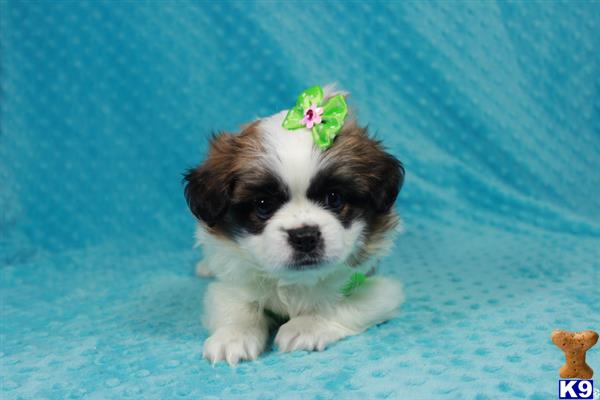 lvpuppyheaven Picture 3